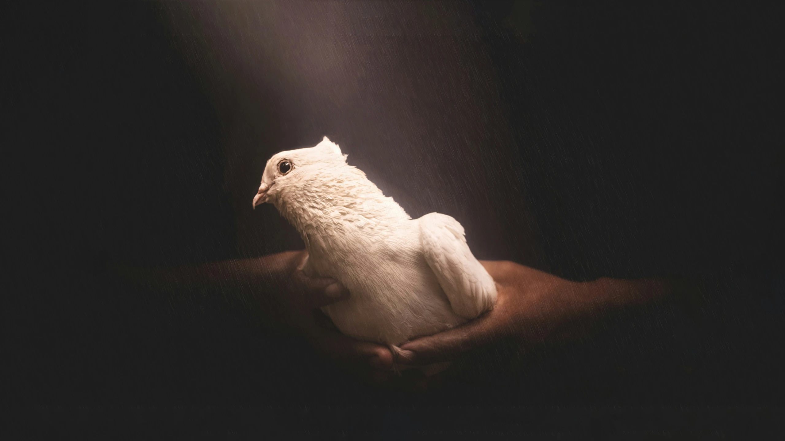 a bird perched in the palm of someone's hand