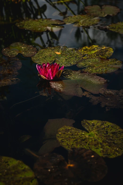 a water lily is blooming from its petals