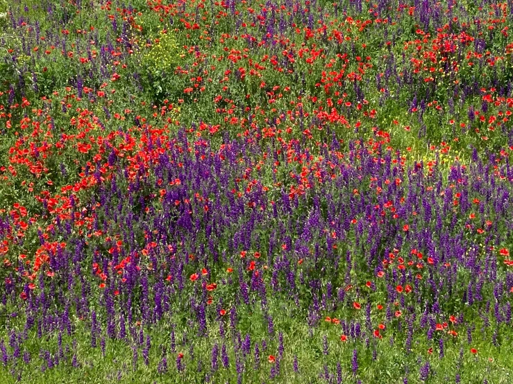 this is some red, purple and yellow flowers growing on a hill