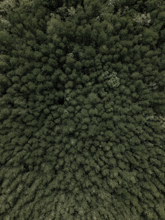 a black and white po taken from a bird - eye view of several trees