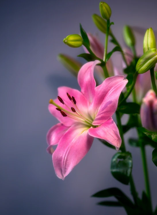 some pink flowers are on a vase and green leaves