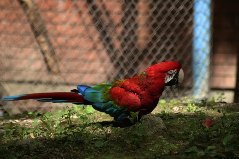 a colorful bird standing in grass next to a fence