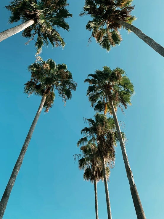 palm trees stand under blue skies and cloudless sky