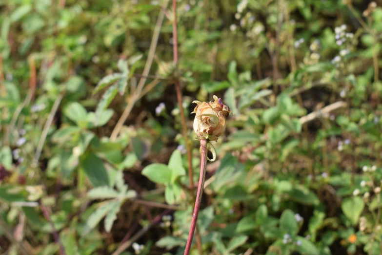 a close up of the flower head of a plant