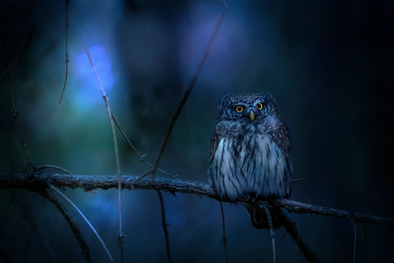 an owl sits on a nch looking into the dark