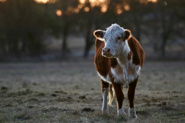 a brown and white cow standing in a field