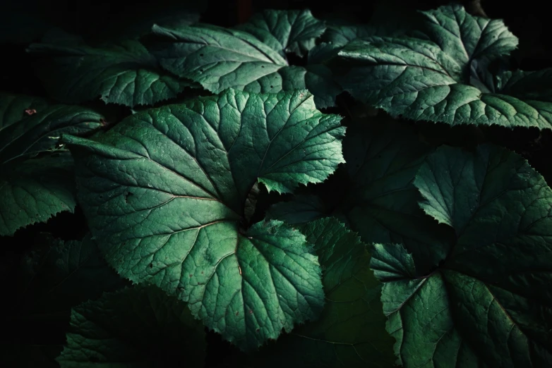 close up view of green leaves in dark room