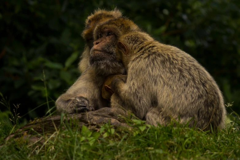 a pair of monkeys sitting and cuddling in the woods