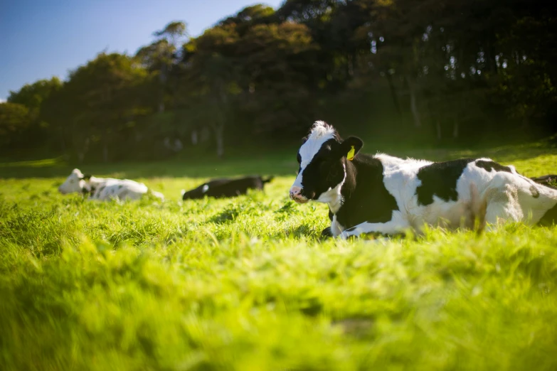 several black and white cows in a grassy field