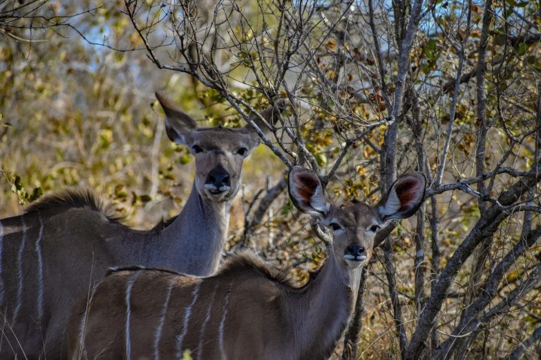 two deers with antlers in a field with trees