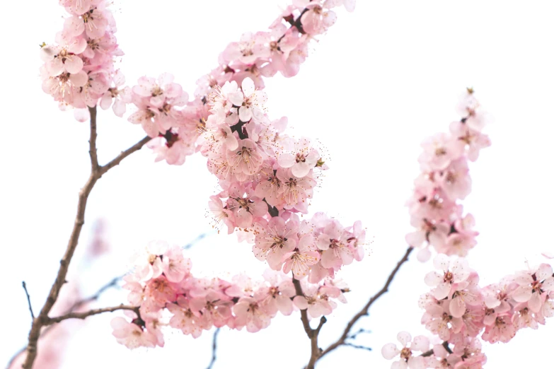 a close up of a blooming tree with pink flowers