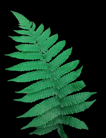 a plant with large leaves is shown here