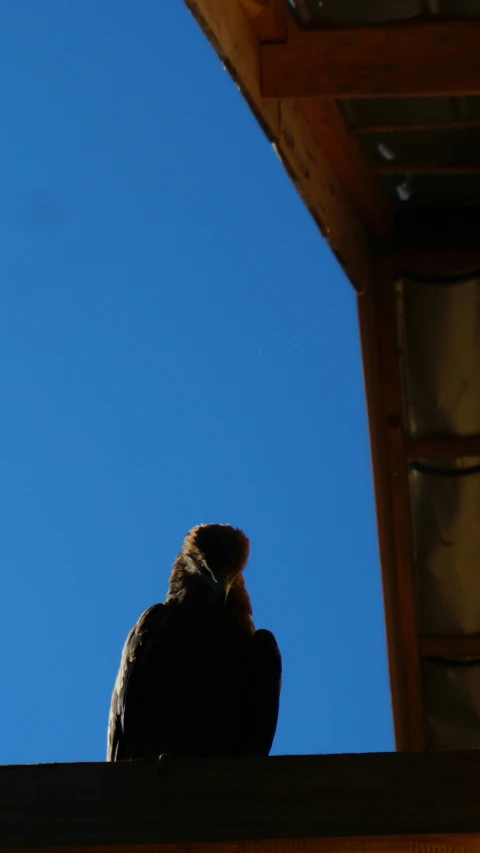 the bird is sitting on the ledge of a house