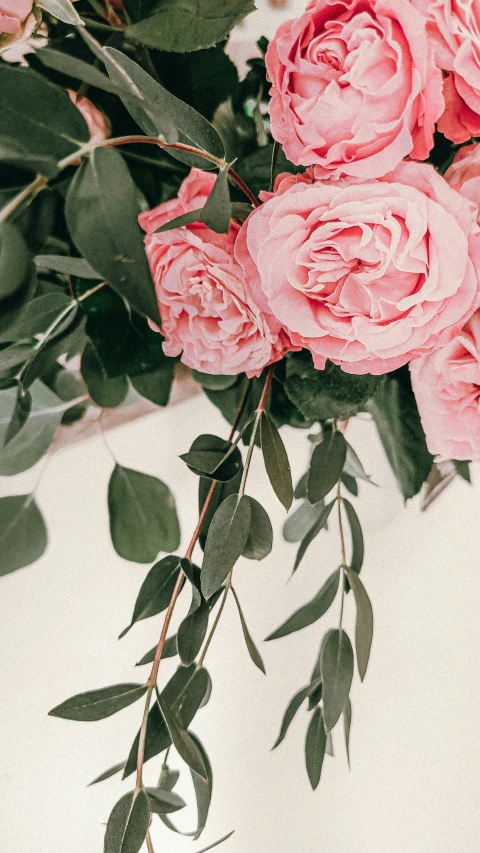 pink roses, greenery, and green leaves with a light colored background