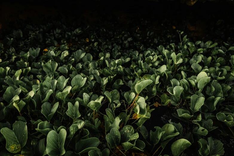 a field with plants growing out of it