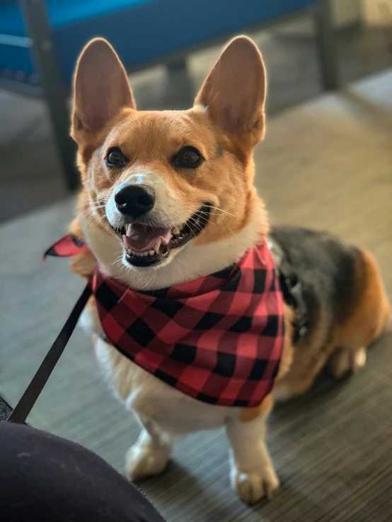 a dog that has its face in his harness