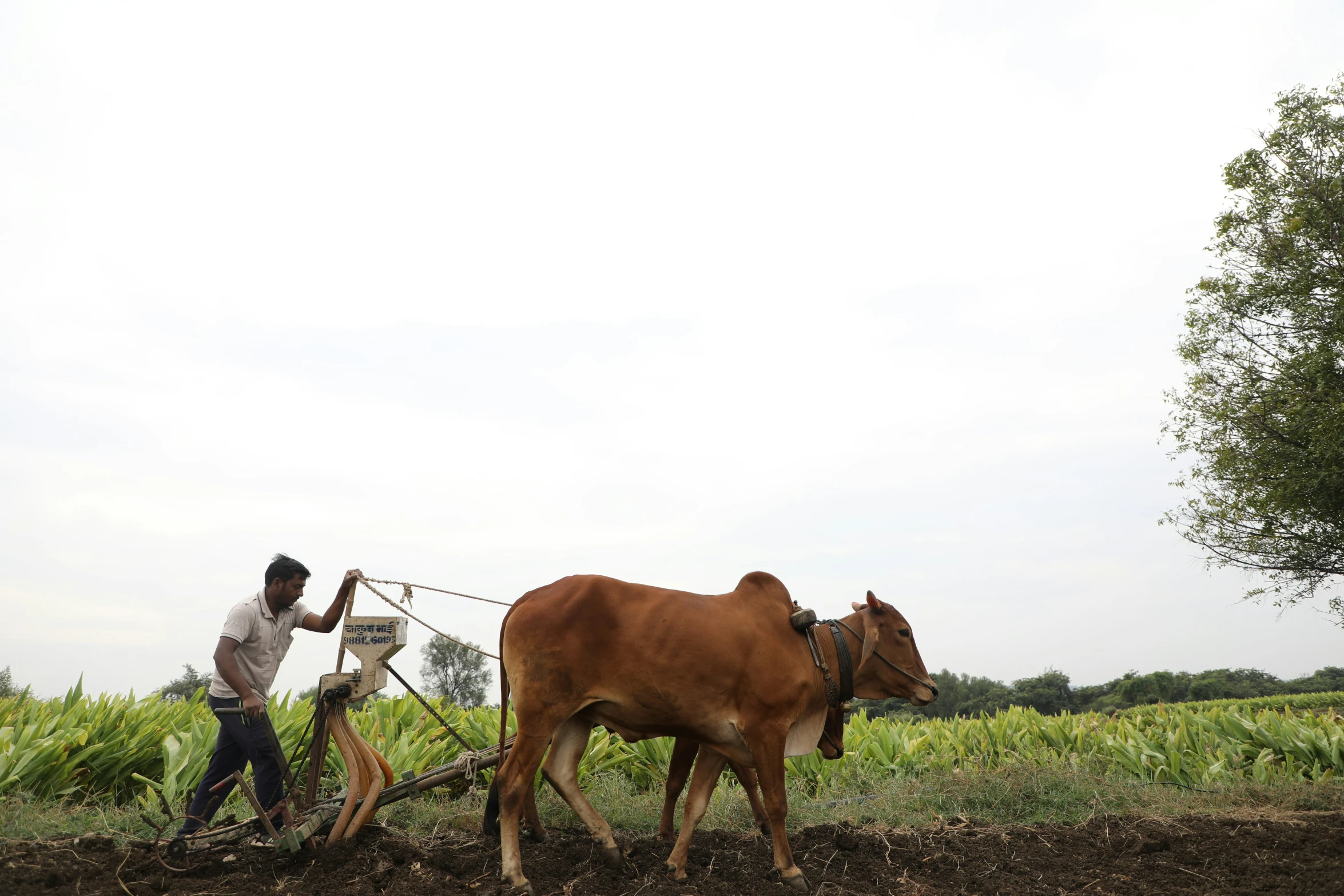 a man walking behind a brown cow with a harness