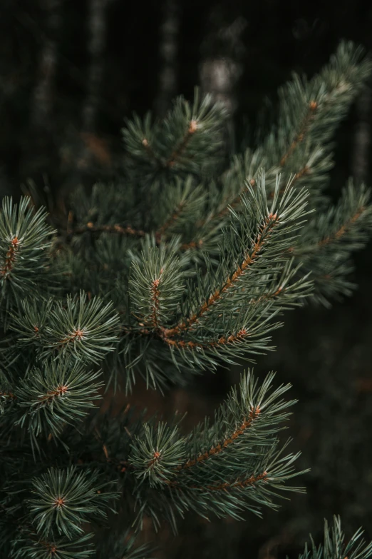 a close up s of the needles on a green fir tree