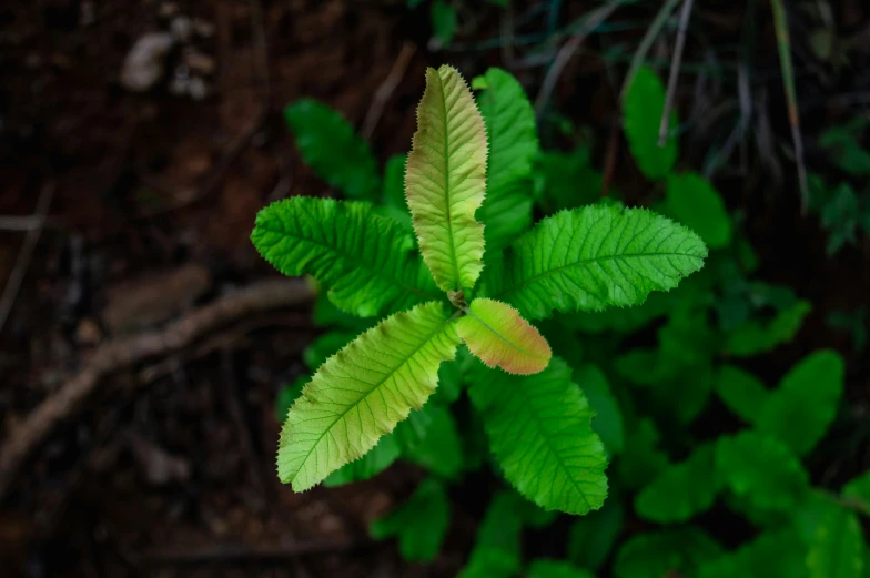 a green leaf is in the middle of a plant