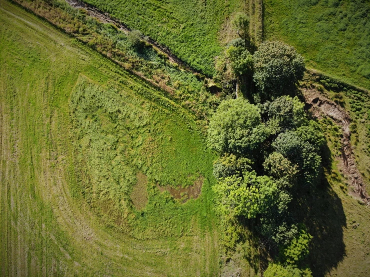 a field and dirt road with trees in the middle