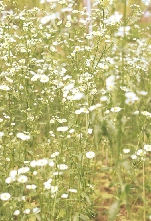 a field of flowers is surrounded by grass