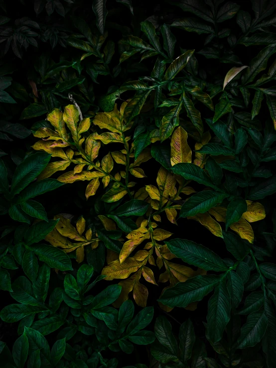 a green plant that is in front of a dark background