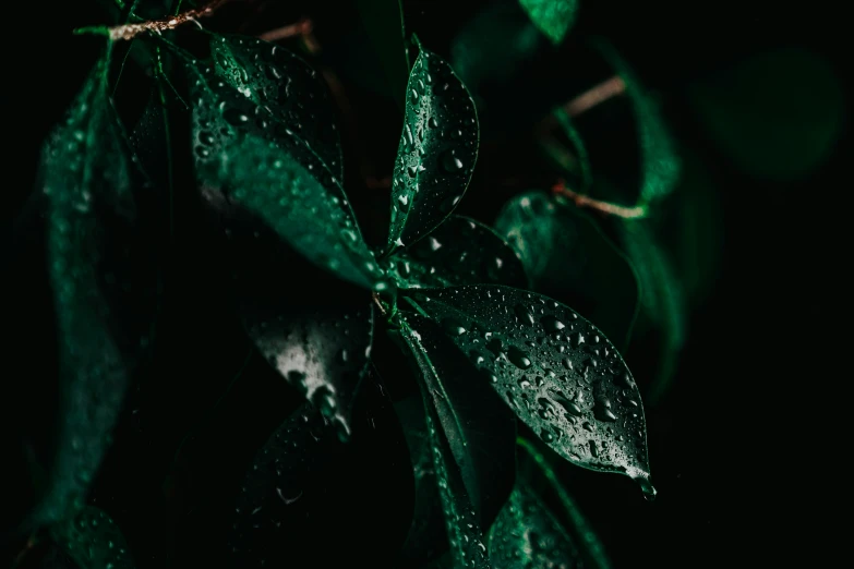 a tree with some very nice green leaves