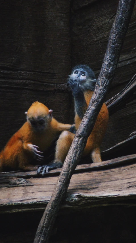 two yellow and black monkeys sitting on a wooden ledge