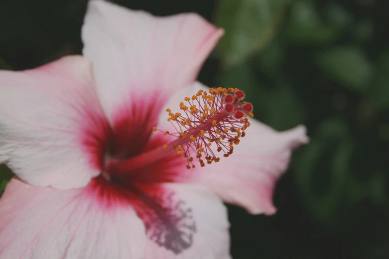 an image of a pink flower with a bee inside