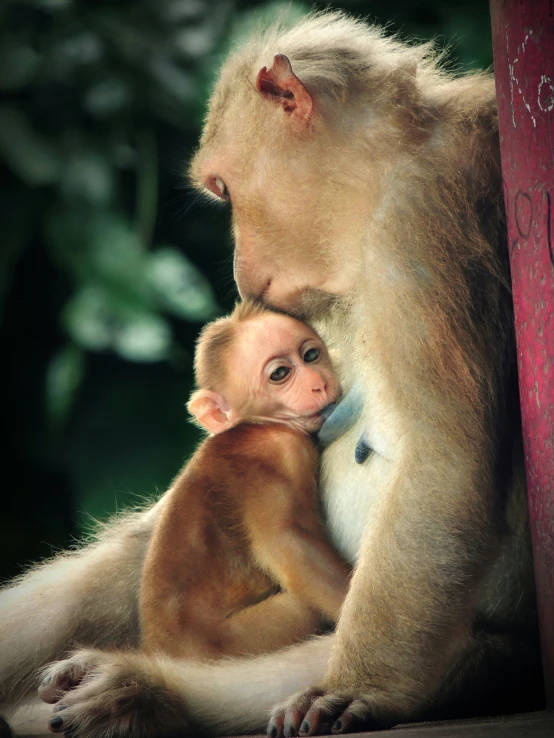 a baby monkey is cuddled up to its mother