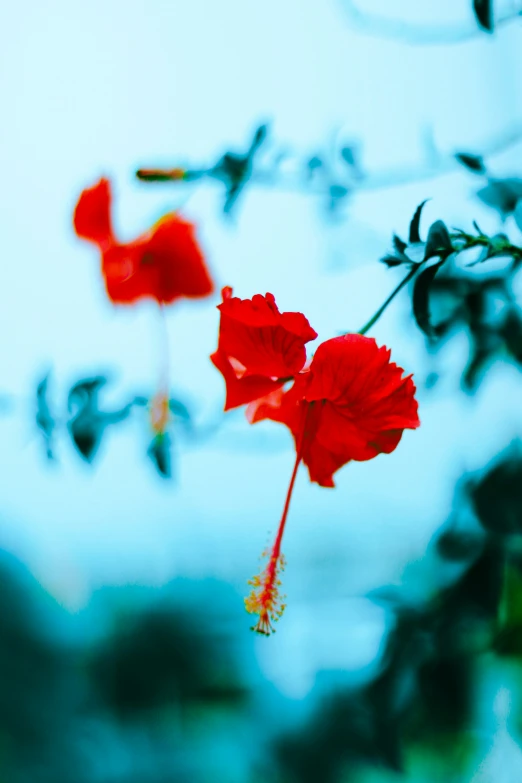 two bright red flowers in the sunlight with some nches and sky