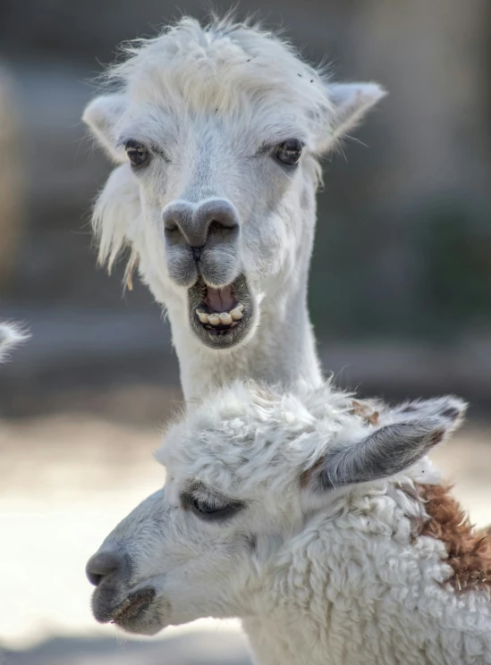 two white sheep standing next to each other