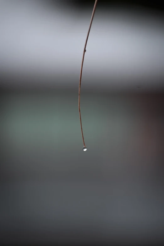 small drops of water on the twig of a plant