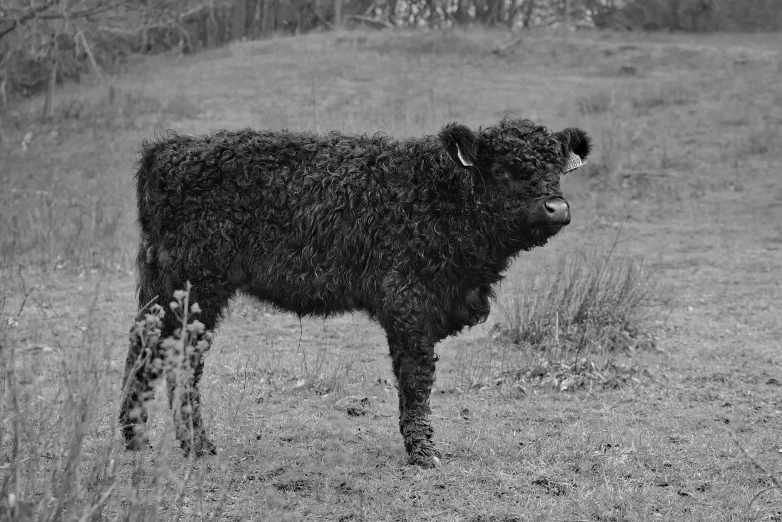 a calf in a pasture is looking directly at the camera