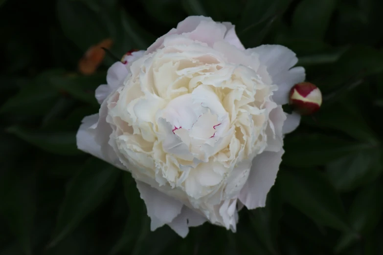 a white flower has many small pink buds