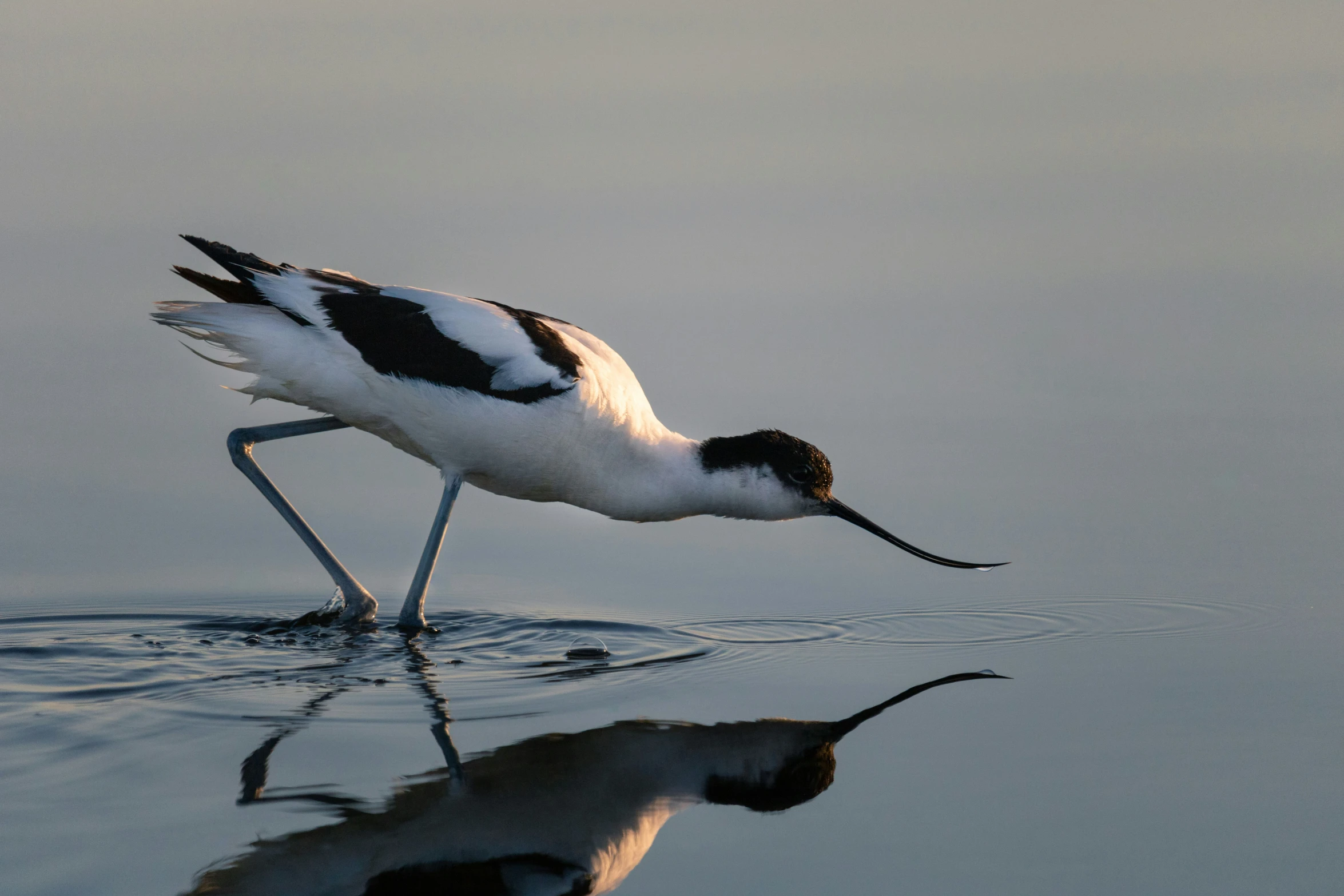 a bird bending over to sniff at the water