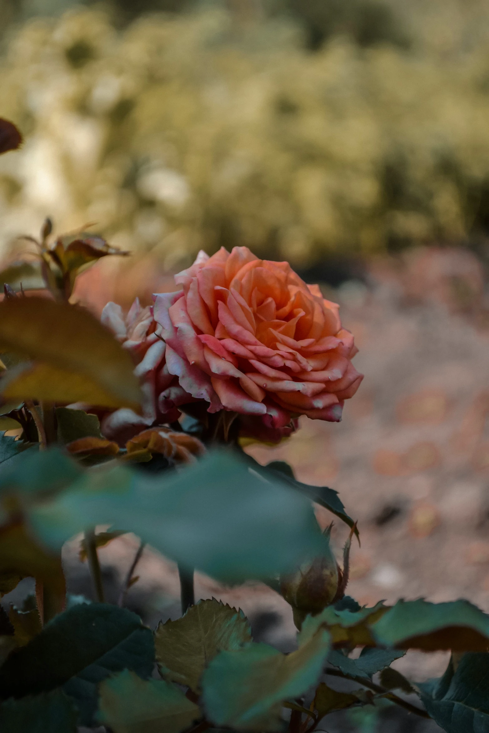 the small orange rose is blooming in the garden