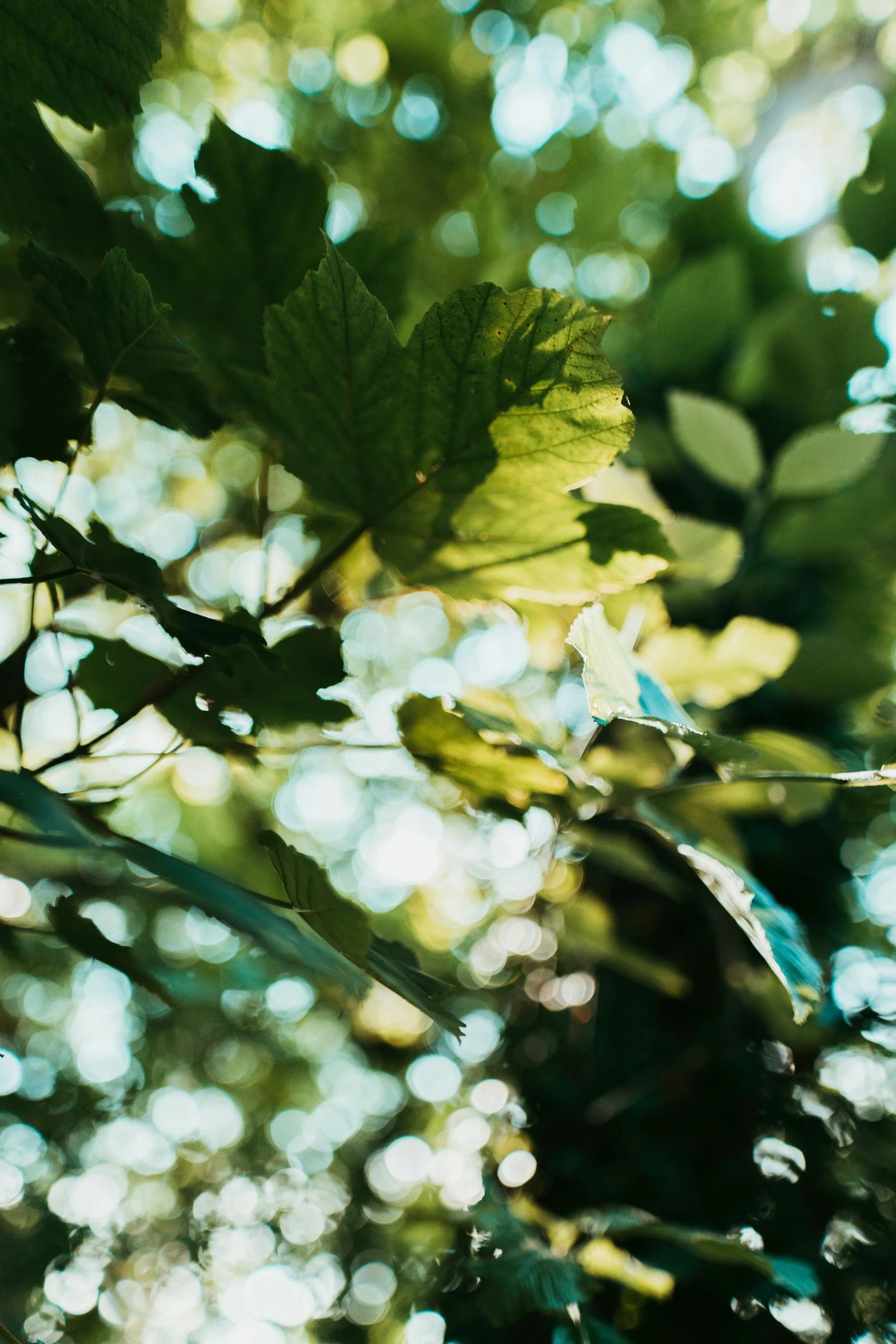 a tree with green leaves in the sunlight