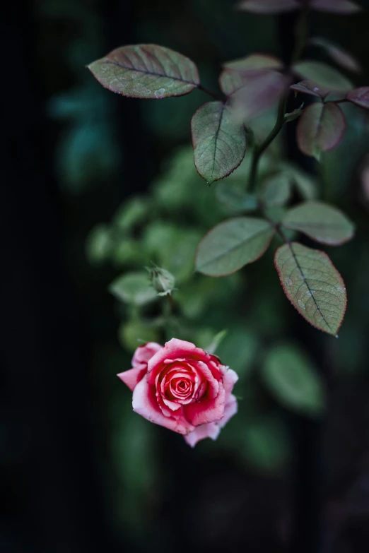 pink rose with green leaves next to a nch