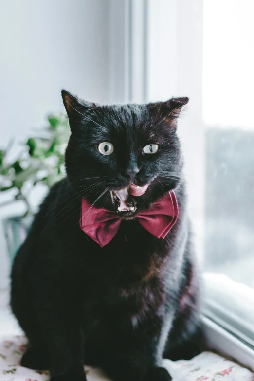 a cat wearing a bow tie looks out a window