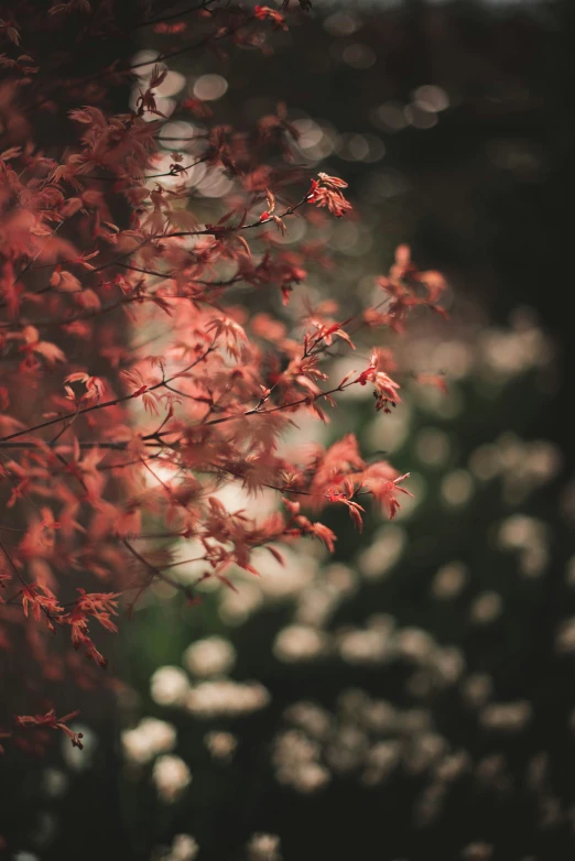 a tree with red leaves in the sunlight