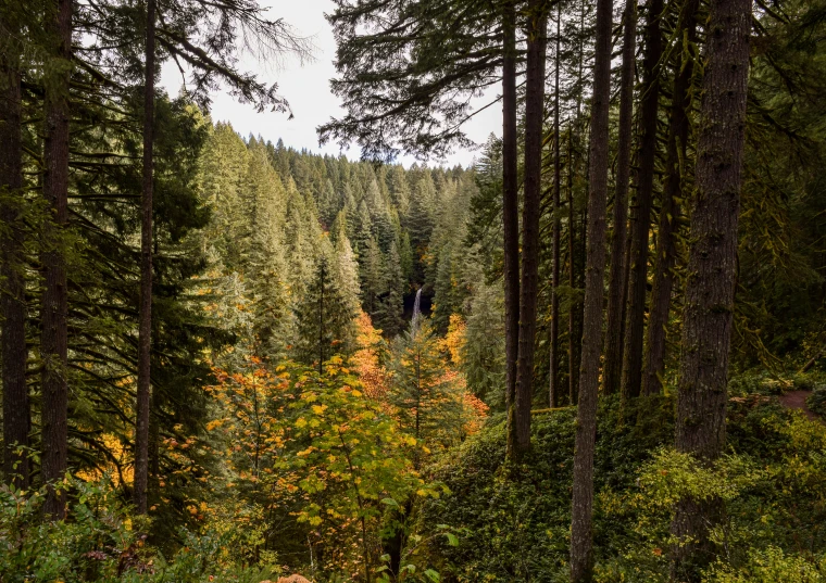 a man stands in a forest among tall trees