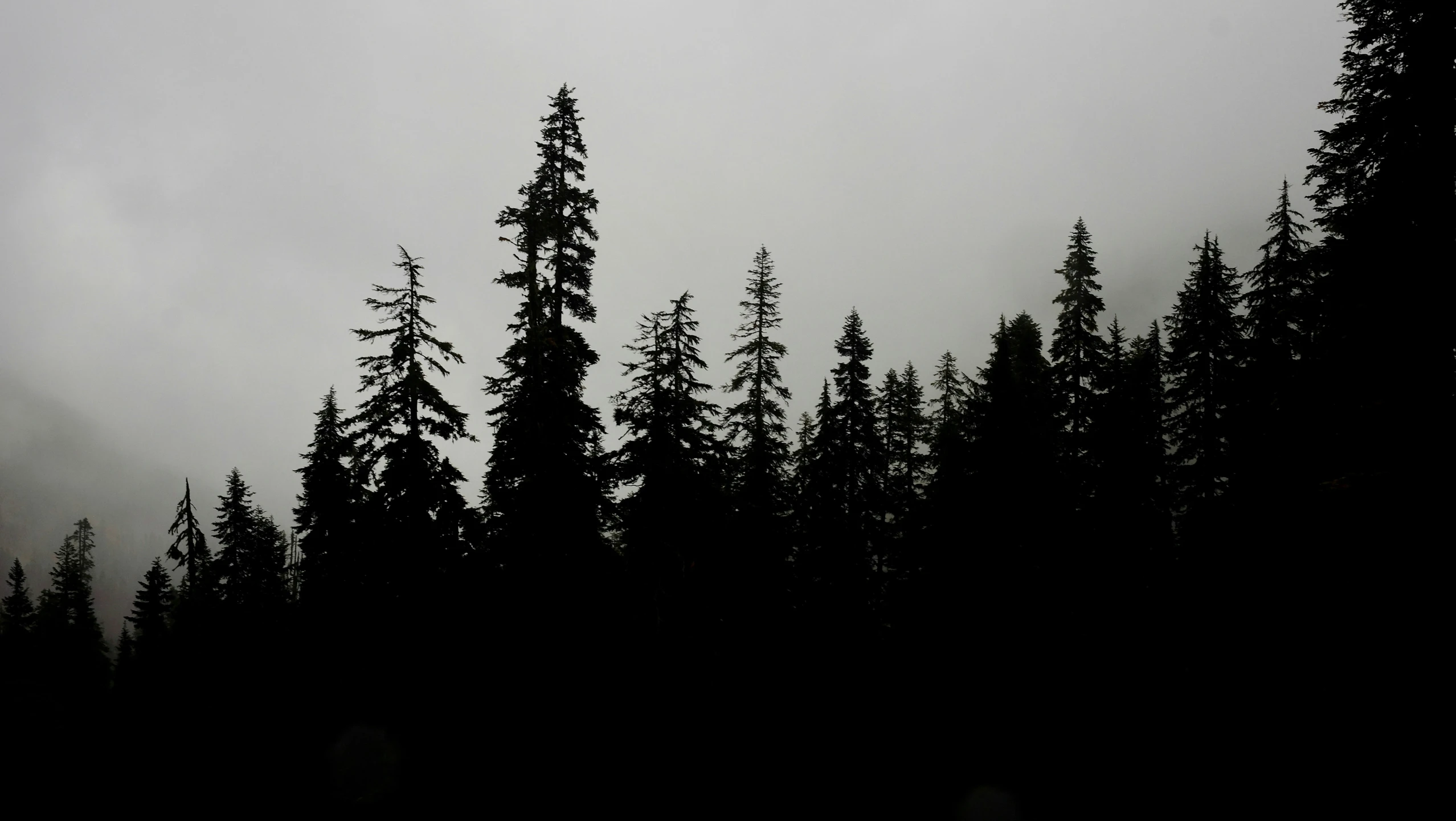 several trees and some clouds in the sky