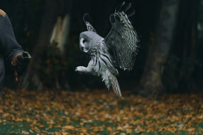 a owl flying next to an owl in the forest