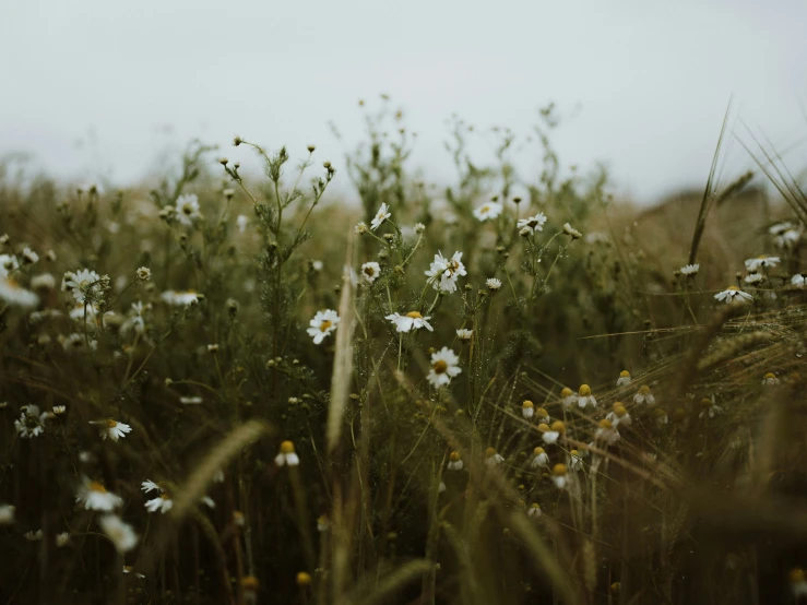 white daisies are in the middle of a grassy field