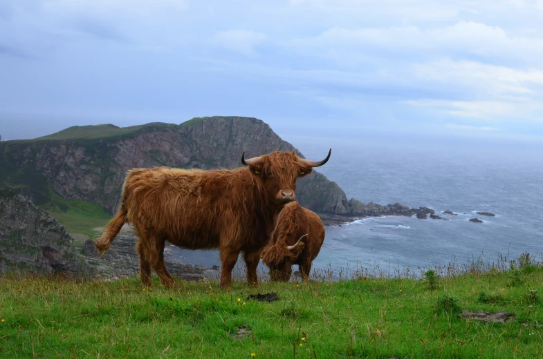 a large and small steer standing on top of a lush green field