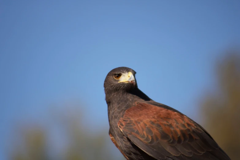 the bird of prey is sitting on top of a tree nch