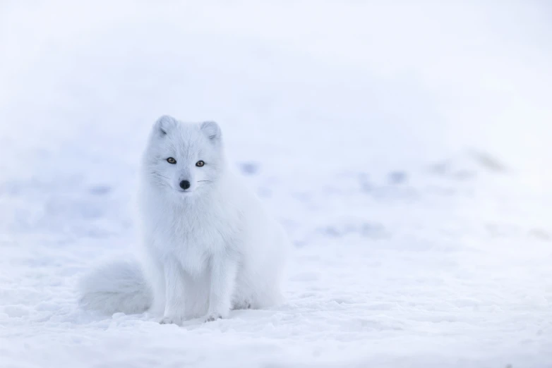 an image of an animal sitting in the snow