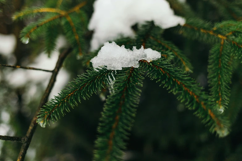 an evergreen tree nch with a layer of snow hanging off the needles