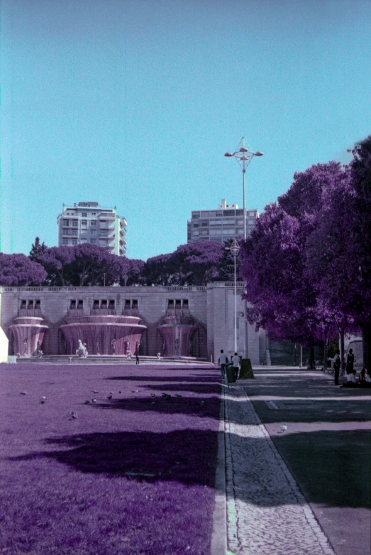 purple flowers are in the middle of a park